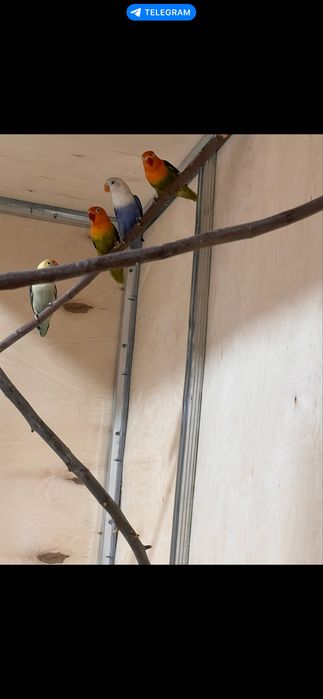 Qushlar tezda sotiladi