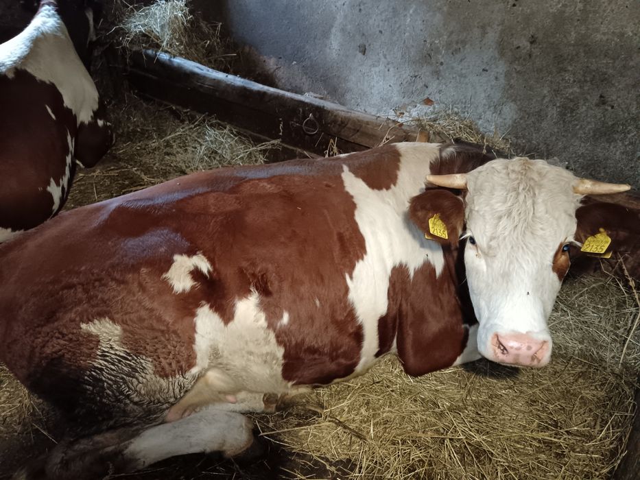 Junincă 500kg 3 ani Bălțată Românească