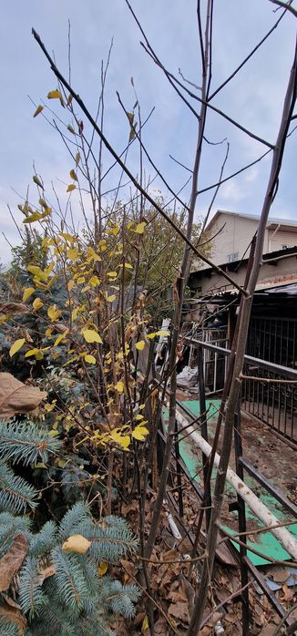 В продаже орех до 2.5 м