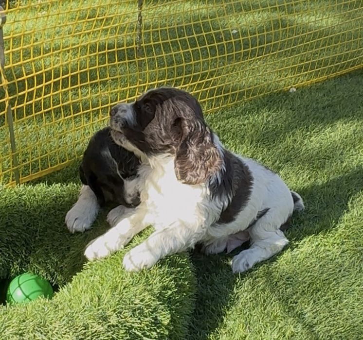 Продам щенят русский спаниель