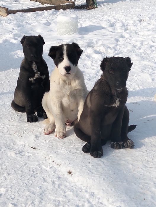 Осы кушиктер сатылады