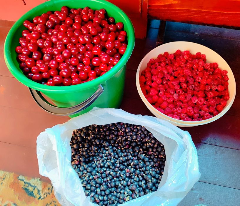 Продам вишню,смородину