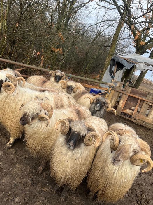 Berbeci bucalai de vanzare