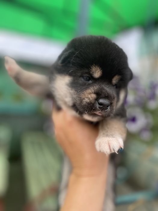 Замечательные щенки японской сибы