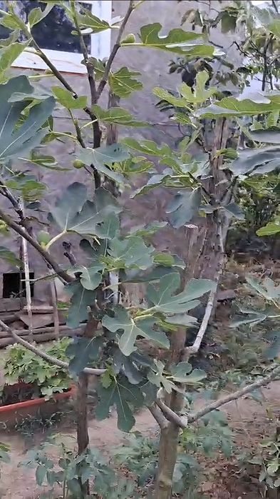 smochini de vânzare