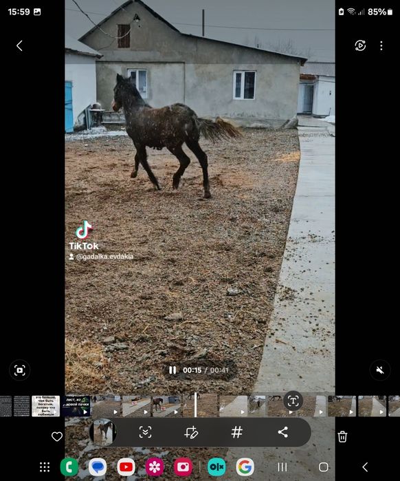 Лошади Орловской Породы