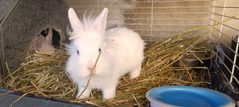 Iepuri cap de leu, o lună și 2 luni