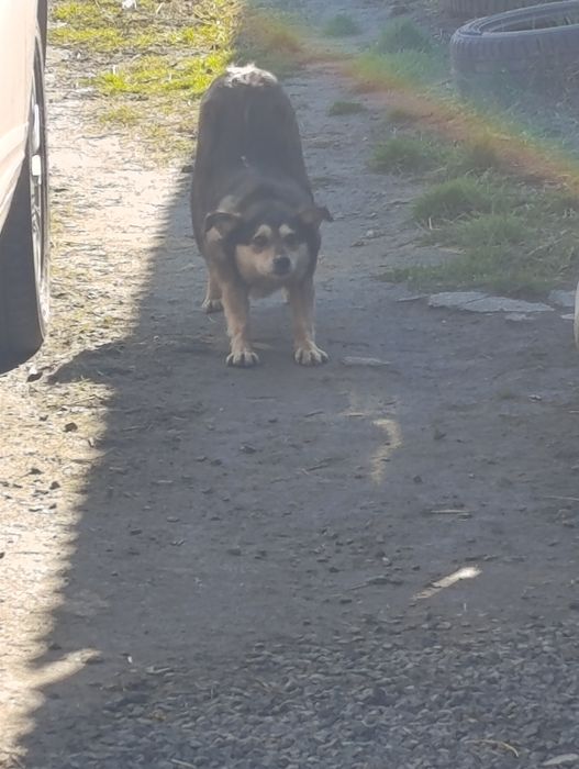 Ищет дом стерильная девочка.