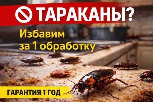 Дезинсекция Актау СЭС | Уничтожение насекомых и грызунов