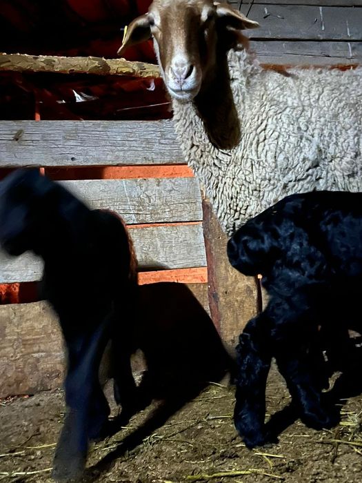 Қозы қозылы қой екеу