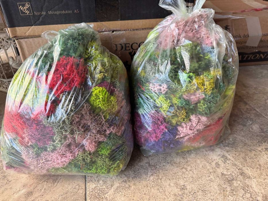 Скандинавски мъх