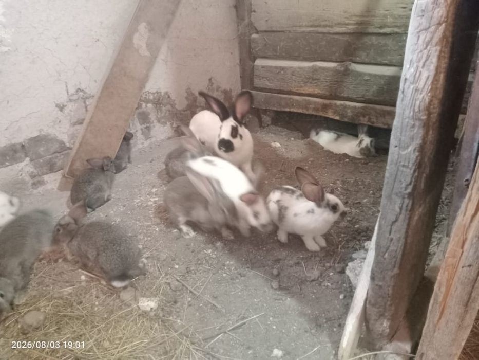 Продам кролей и крольчат