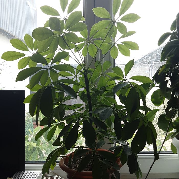 Продам Шеффлера древовидная