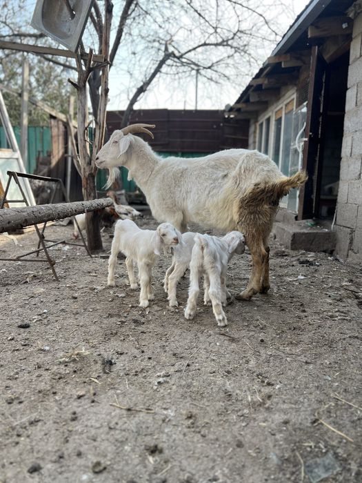 Ешкі сатылады лағымен