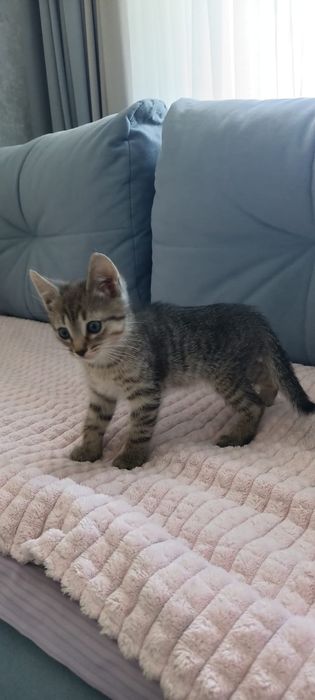 Отдам котят в добрые руки.