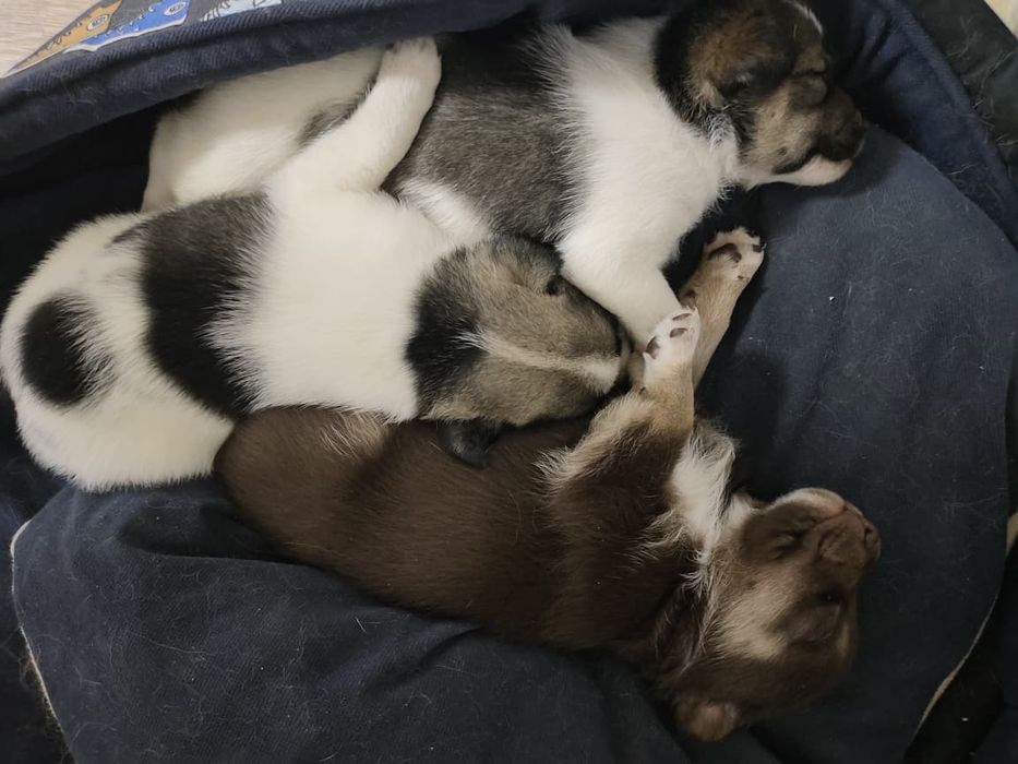 Отдадим щенков в хорошие руки