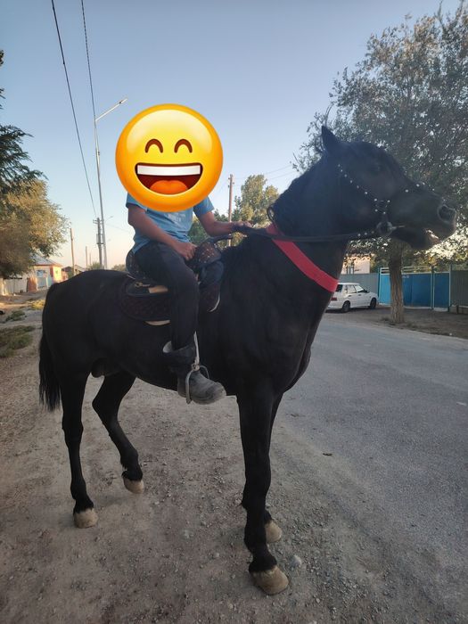 Жылқы сатылады срочно