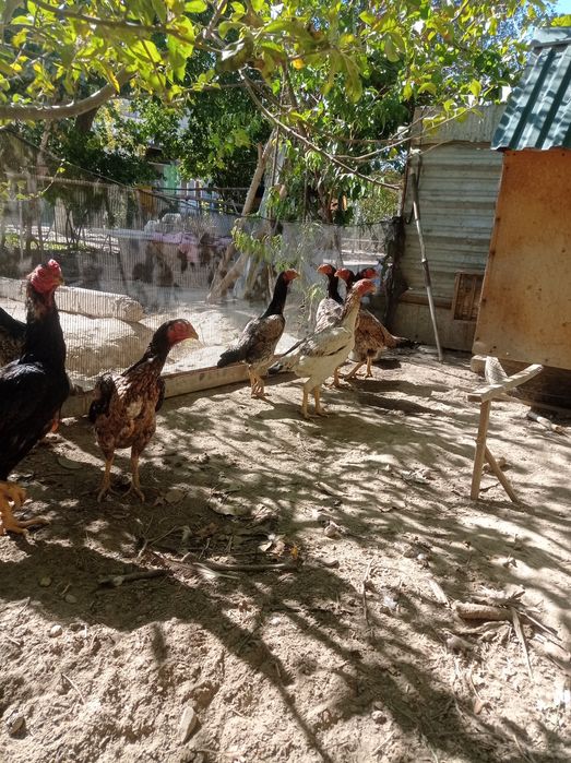 Мокийонлар сотилади хамаси Бир жойда