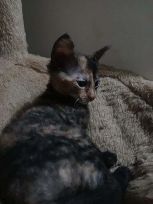 От дам котейку девочку