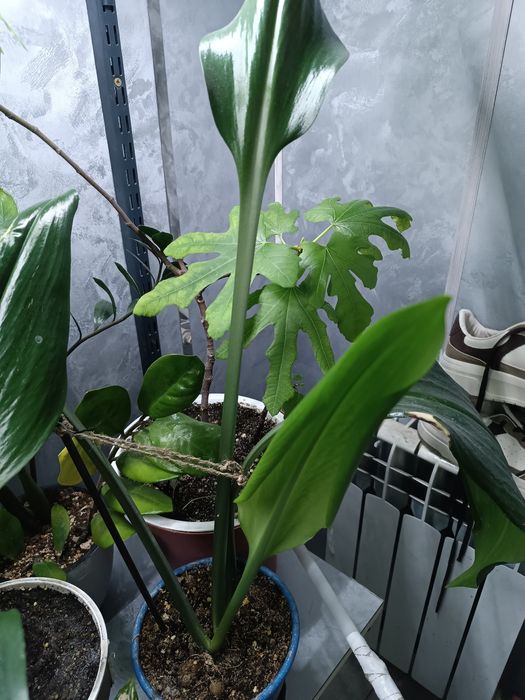 Продам комнатные растения