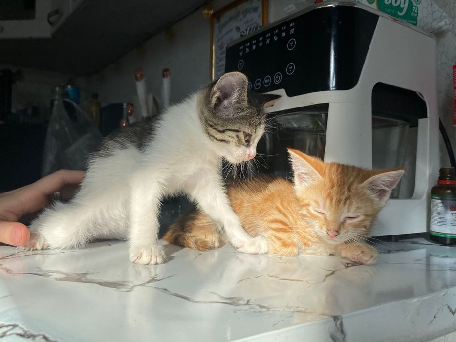 Котята кошки мысык