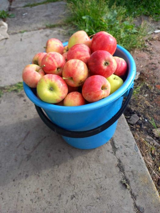 Продам дачу.Кировец 1 .ДСР.