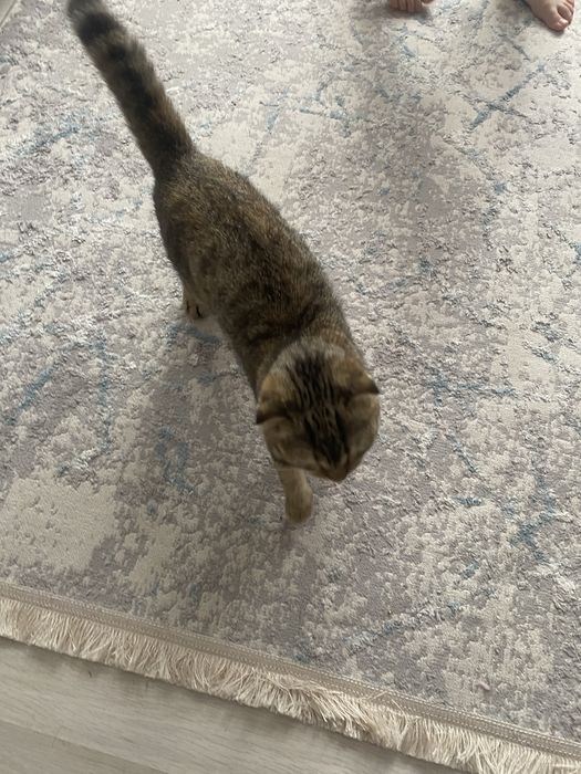 Продам кошку ……….