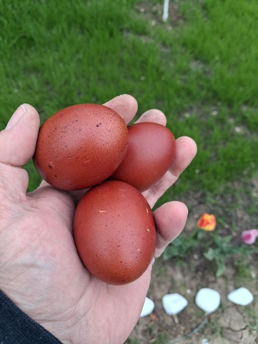 Pui de vânzare, Australorp negru/albastu, Marans gât aramiu și Cream Legbar 25-80lei