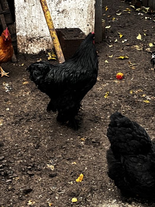 pasari de rasa   grea de frumusete