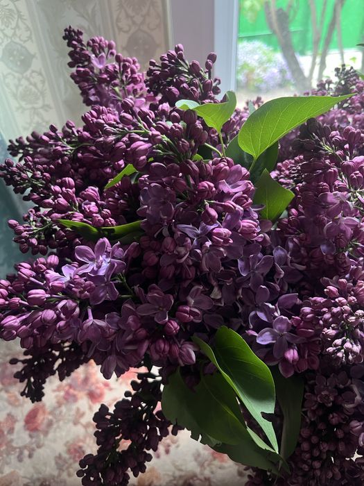 Сирень колированная