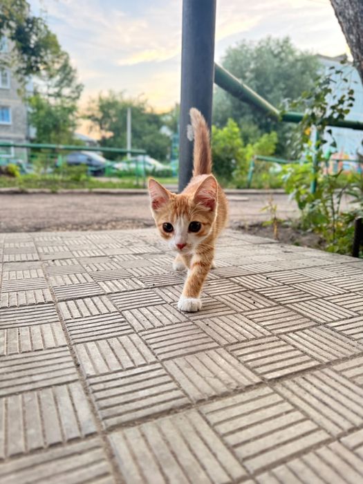 Рыжий котик ищет любящие ручки