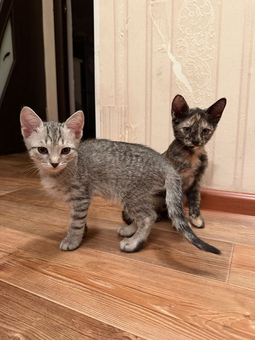 Отдам котят в хорошие руки!