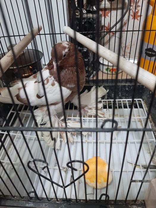 Нашелся голубь породистый