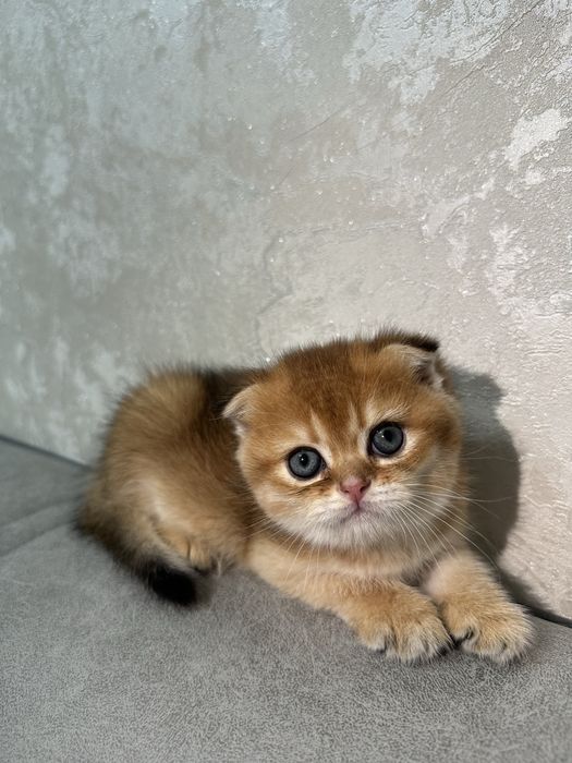Продаются чистокровные котята вислоухая золотая шиншилла, страйд, фолд
