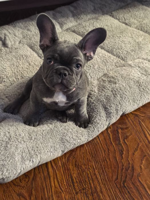 Девочка французского бульдога