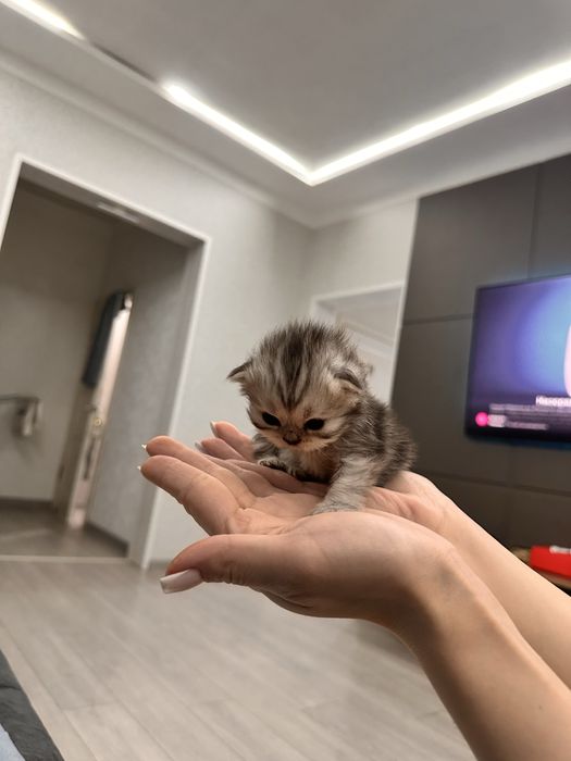 Шотландские котята