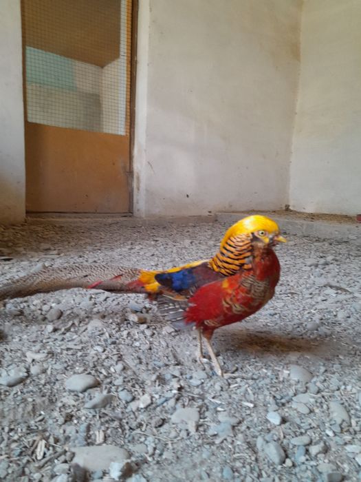 3 yoshli Fazanlar koʻtara narxda sotiladi.