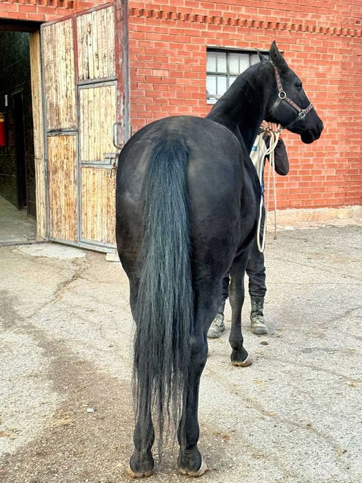 Продаётся лошадь