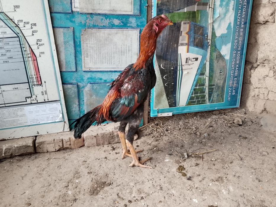 Sotiladi jöja xòroz