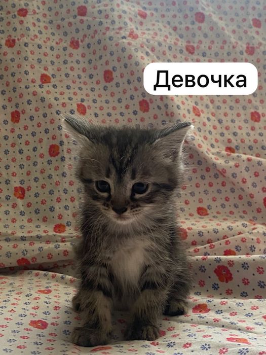 Отдам котят бесплатно