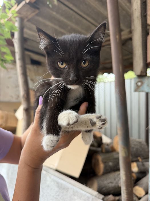 Котята в надежные руки