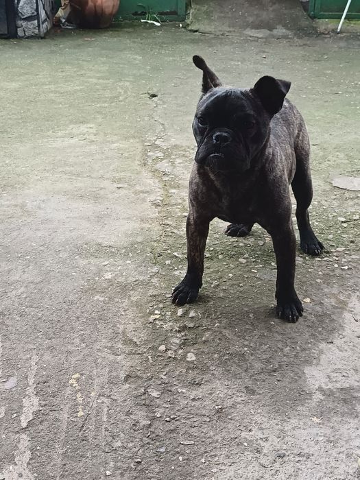 Френски булдок 8 месеца