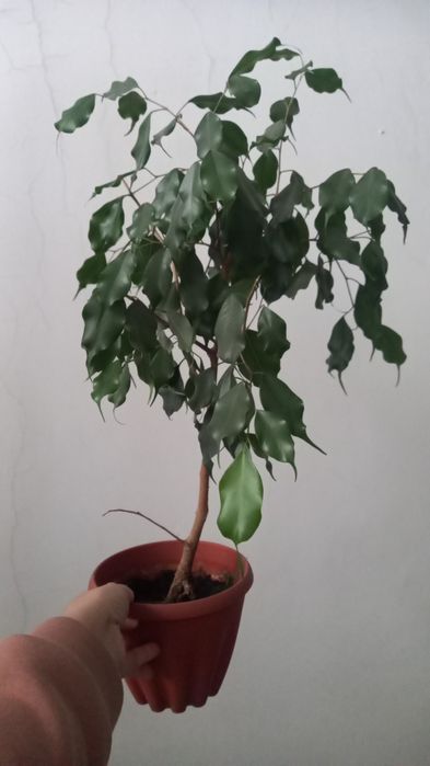 Продам фикус Бенджамина