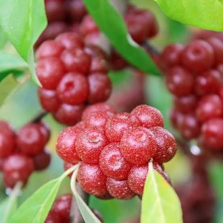 Есенна маслина (Елегнус)