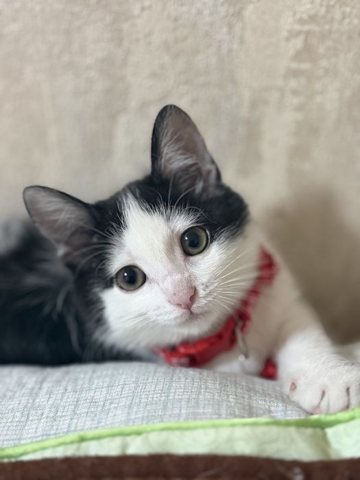 Отдаю котенка бесплатно