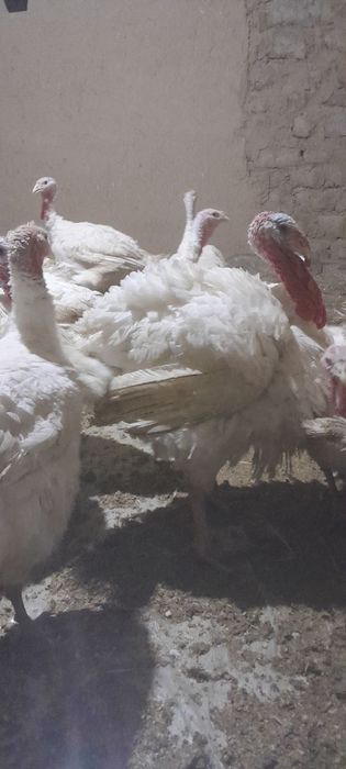 Kurka BIG 6 donasi 10-15 kilo chiqadi narxi kilosi 55 ming jivoyiga