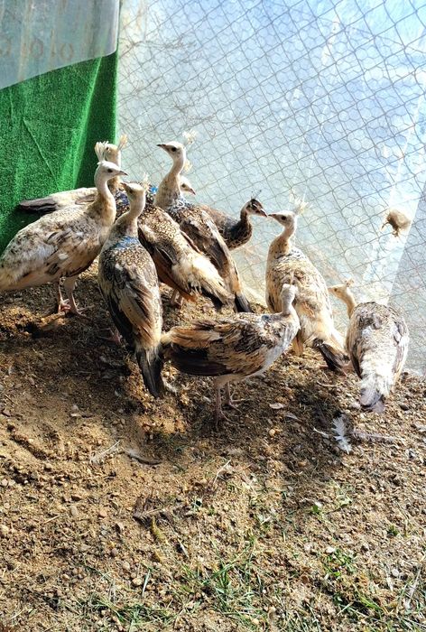 Pui paun umăr negru