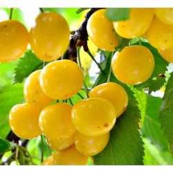 10 pomi fructiferi 160 lei.Cisesi.Piersic.Prun.Mar.Catina.Mur.Aronia.