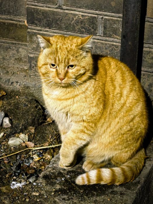 Кот Бусик в добрые руки