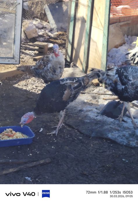 Продам кролика,продам индук